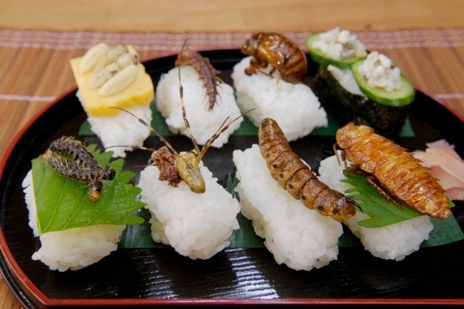 du học Nhật Bản - sushi côn trùng