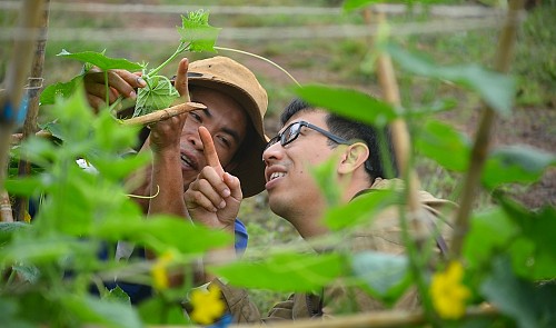 Chàng kỹ sư Nhật Bản đến Việt Nam trồng rau