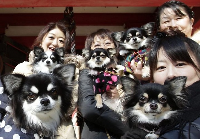 Lạ kỳ trào lưu nuôi thú cưng ở Nhật Bản