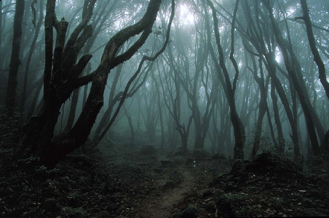 Hãi hùng khu rừng tử thần dưới chân núi Phú Sỹ