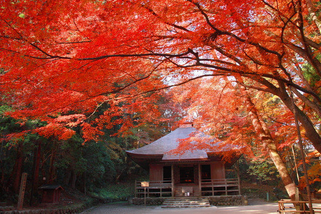 Thú vị đi chùa mùa thu ở Nhật