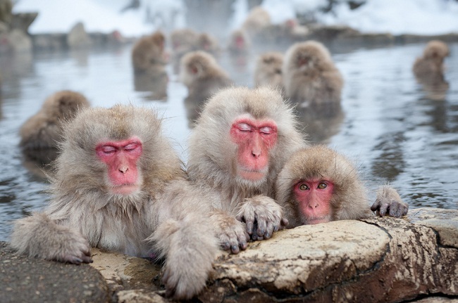 Thú vị ngắm khỉ tuyết Nhật Bản tắm suối nước nóng