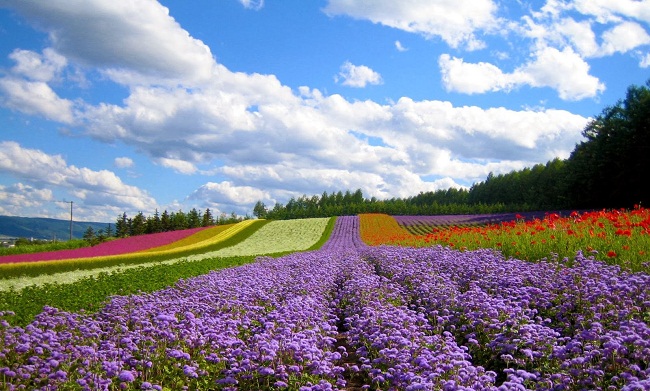 Ngắm cánh đồng hoa đẹp hút hồn ở Hokkaido